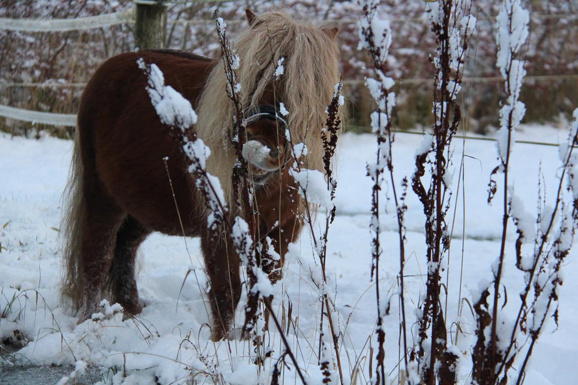 Dansk Miniature Mr. Swing King billede 16