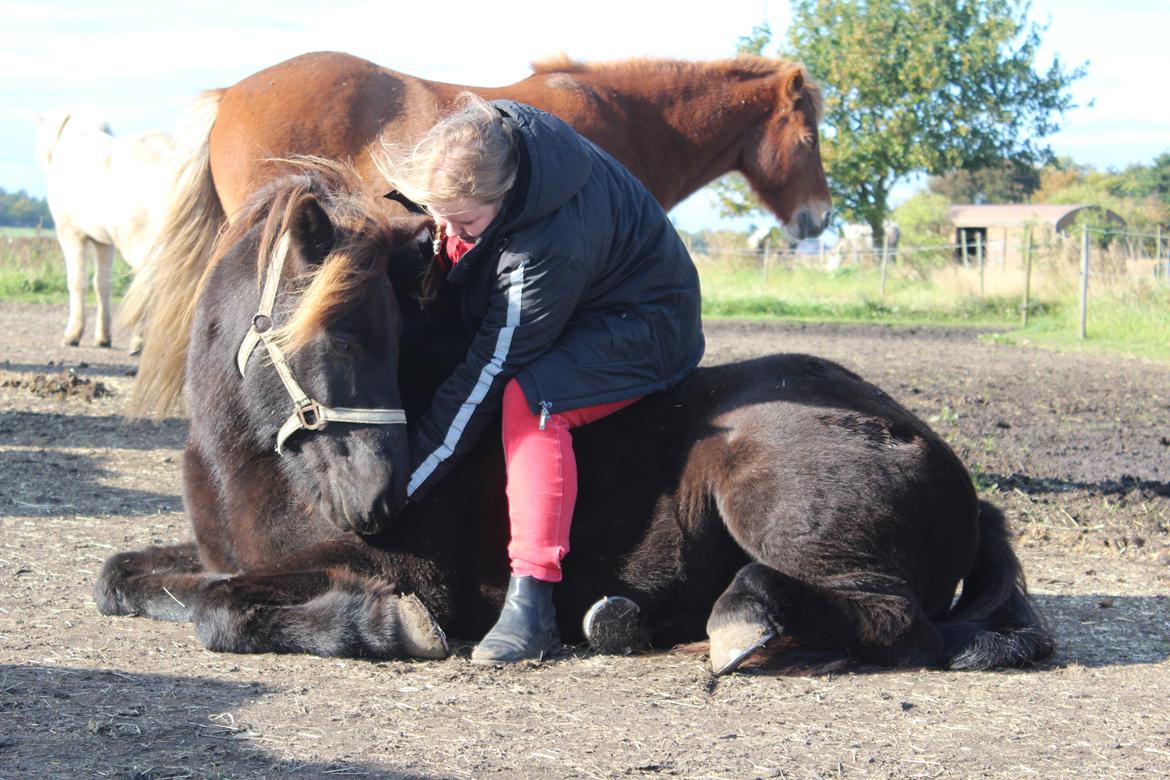 Islænder Heimir fra Blönduósi - Mig og min soulmate. <3 billede 13