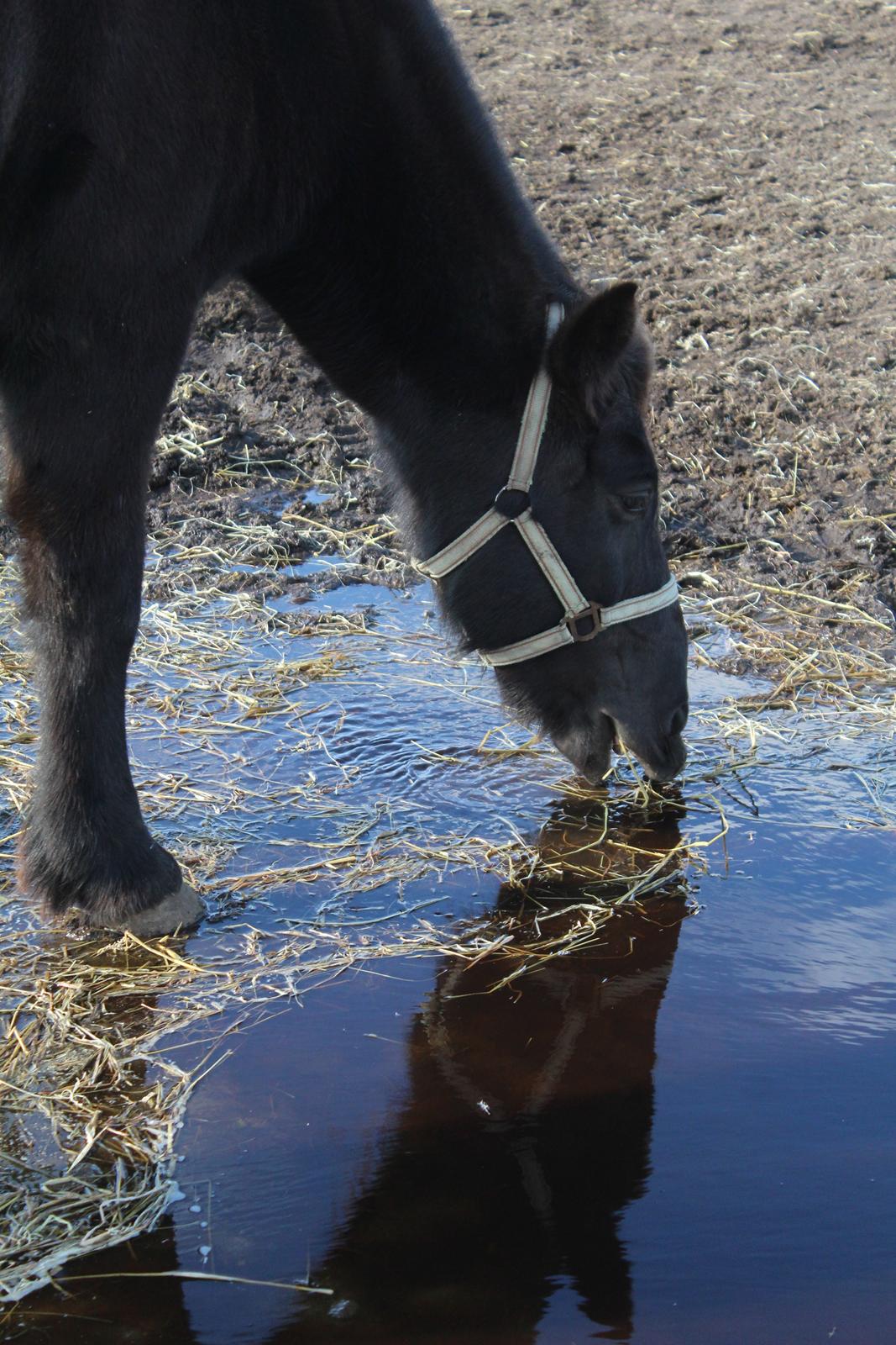 Islænder Heimir fra Blönduósi - ''Neeeij, hvad er det for en flot fyr?'' :-D billede 17