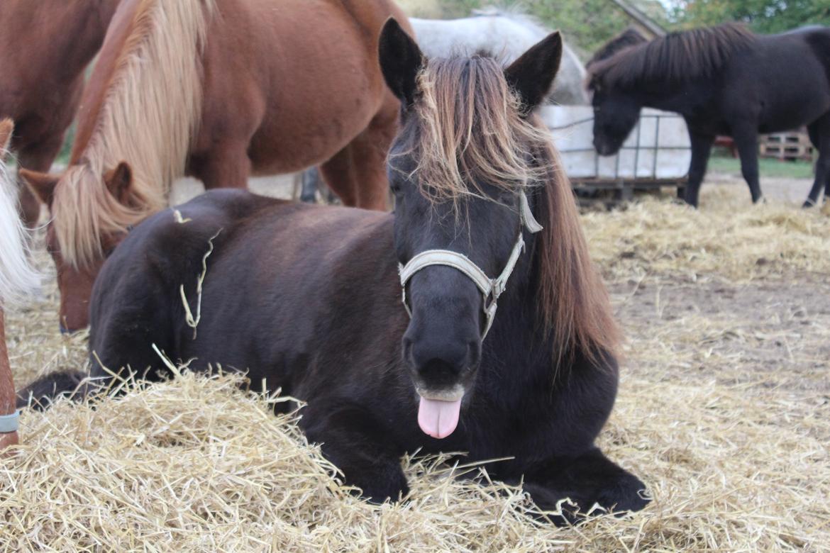 Islænder Heimir fra Blönduósi billede 20