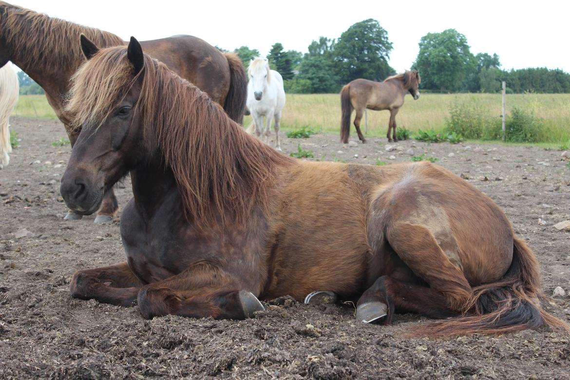 Islænder Heimir fra Blönduósi - ''Jeg tager mig lige en slapper'' :-P billede 9