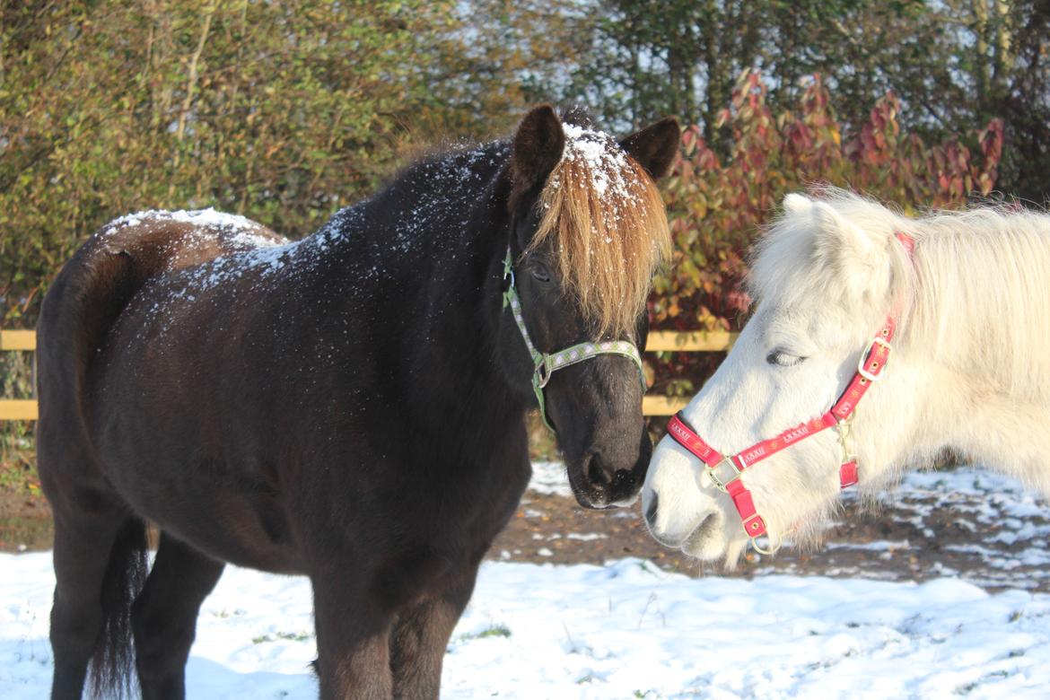 Islænder Heimir fra Blönduósi - Himse sammen med sin bedste ven, Bruni. :-) billede 2