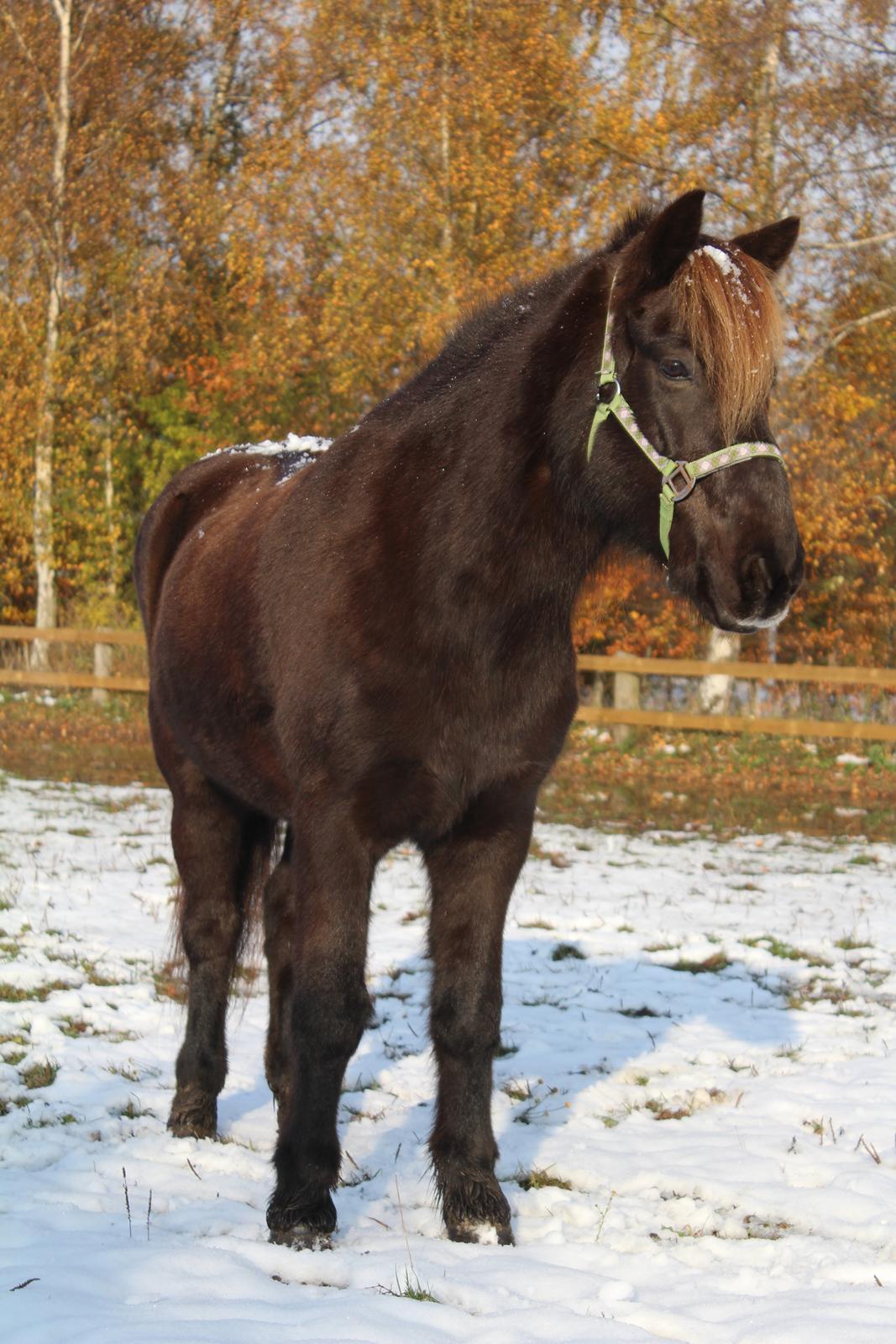 Islænder Heimir fra Blönduósi billede 10