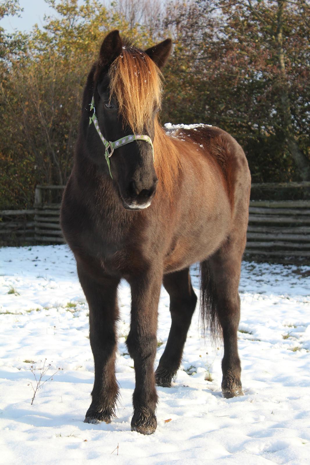 Islænder Heimir fra Blönduósi - Himse på en snedag. :-) billede 4