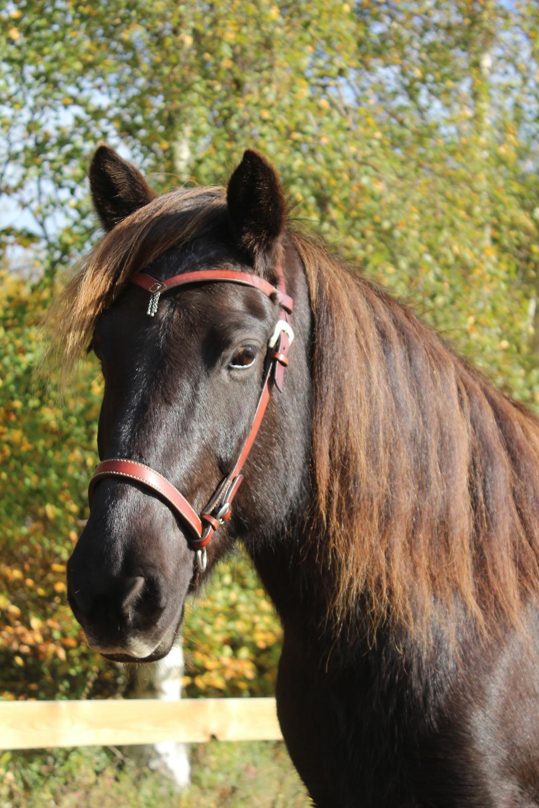 Islænder Heimir fra Blönduósi - Smukke Himse i de smukke efterårsfarver.  billede 15
