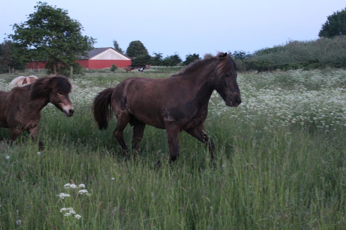 Islænder Heimir fra Blönduósi - Himse på sommergræs. :-P billede 11