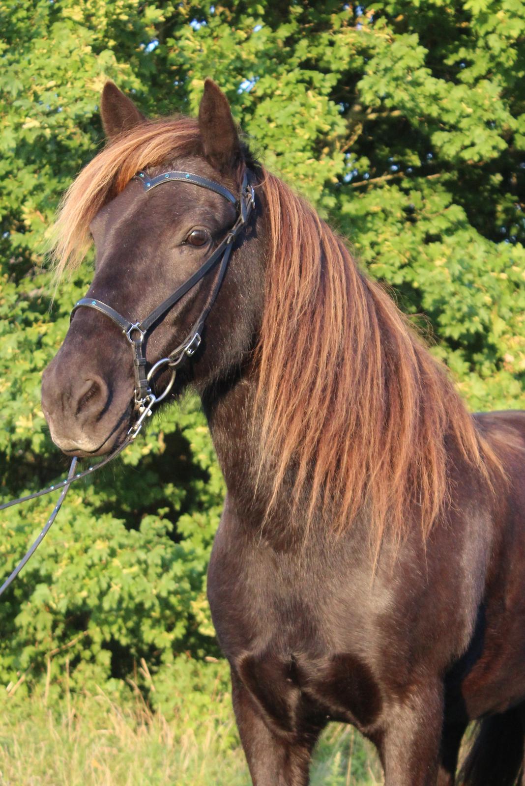 Islænder Heimir fra Blönduósi - Smukke Himse. <3 billede 6