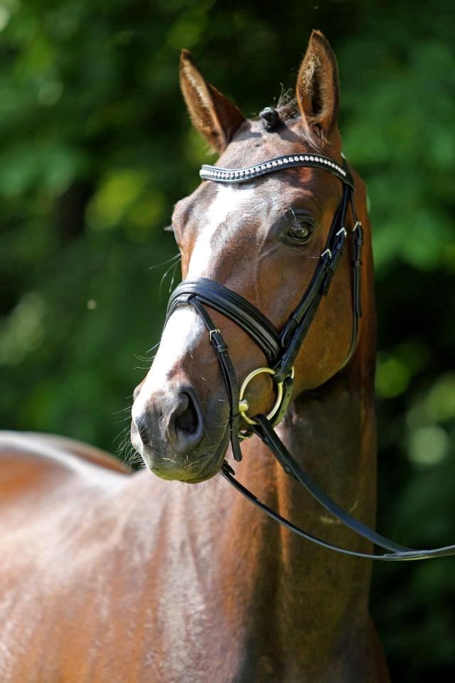 Dansk Varmblod Atterupgaards Lorelei billede 14