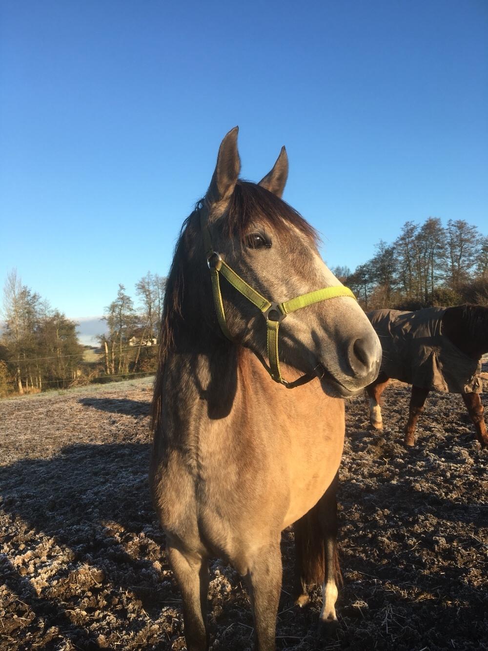 Pura Raza Española Sveta billede 15