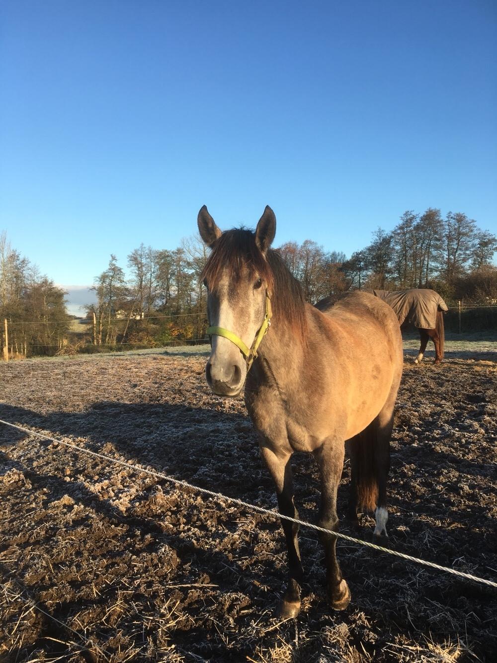 Pura Raza Española Sveta billede 16