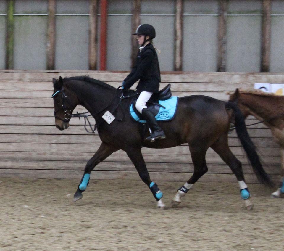 Tysk Sportspony Burghof´s voyager - Lerbæk novembner 2016 billede 37