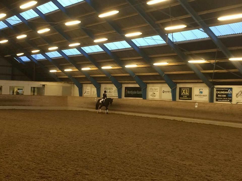 Tysk Sportspony Burghof´s voyager - Lerbæk novembner 2016 billede 36