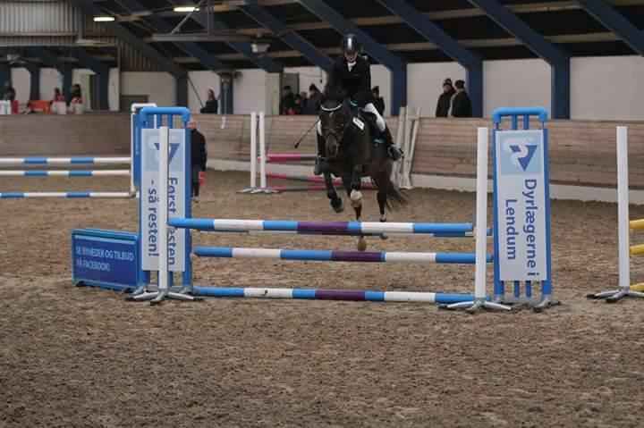 Tysk Sportspony Burghof´s voyager - Lerbæk novembner 2016 billede 1