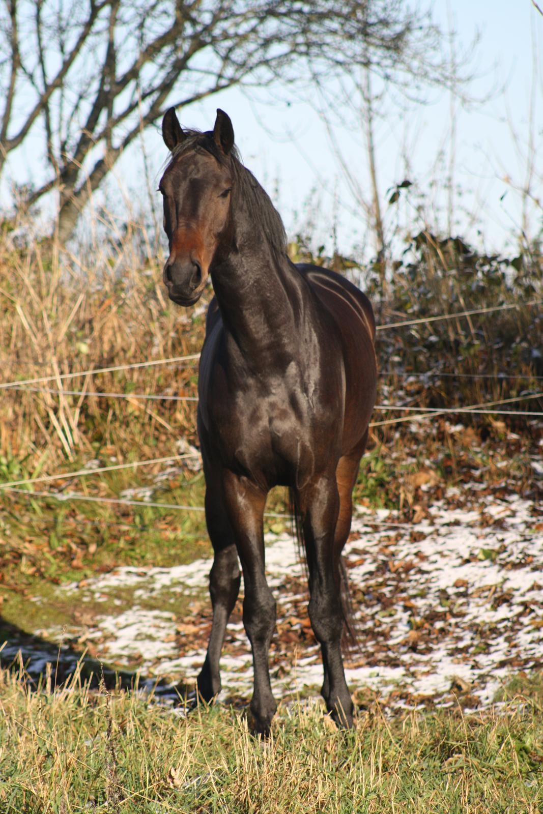 Dansk Varmblod Sieg zack billede 11