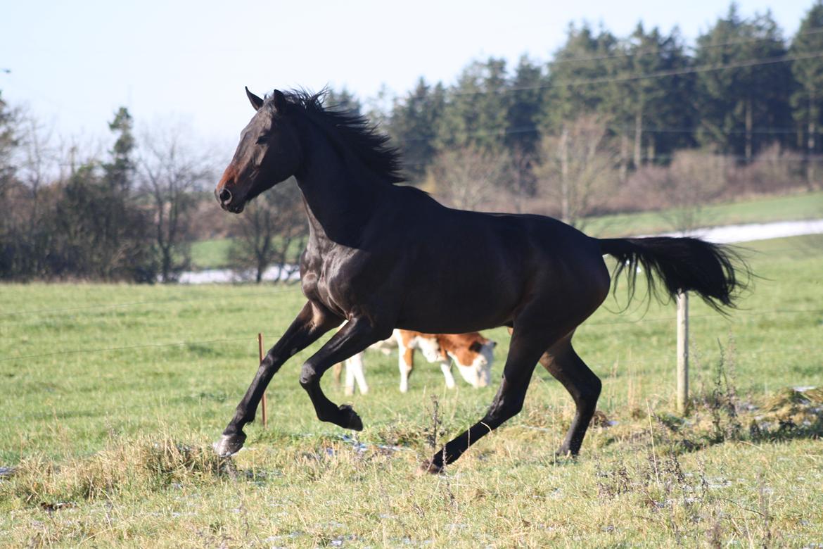 Dansk Varmblod Sieg zack billede 15