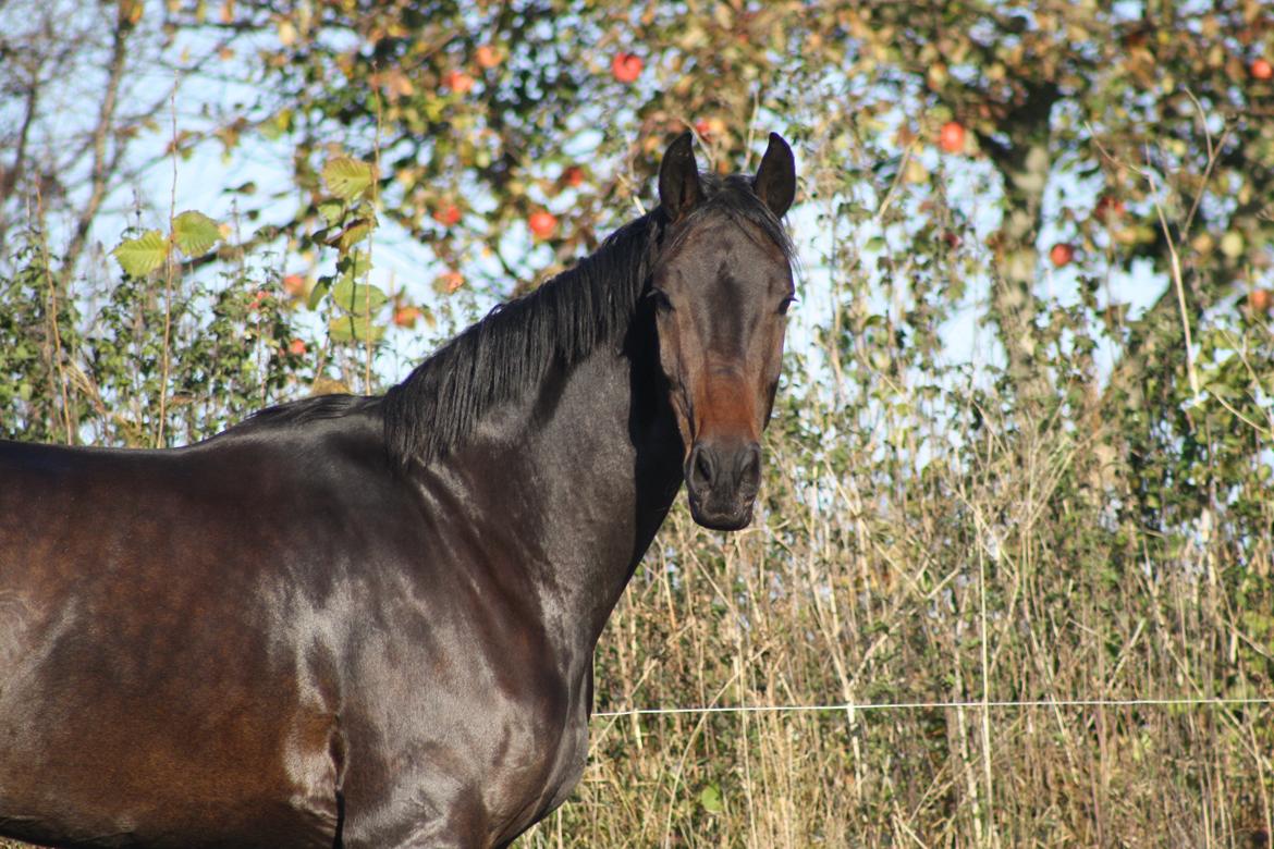 Dansk Varmblod Sieg zack billede 9
