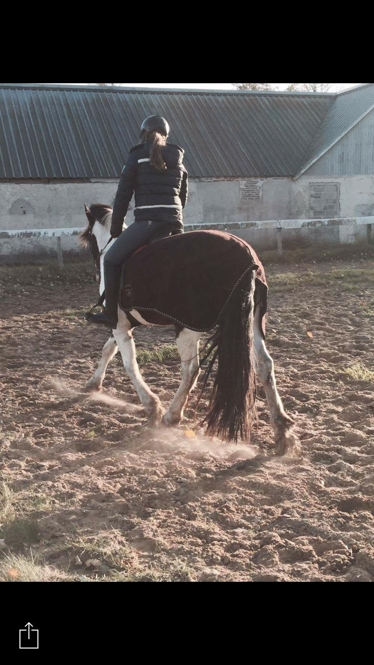 Anden særlig race Huxi  tidl. Lånepony - Elsker den dreng<3 billede 8