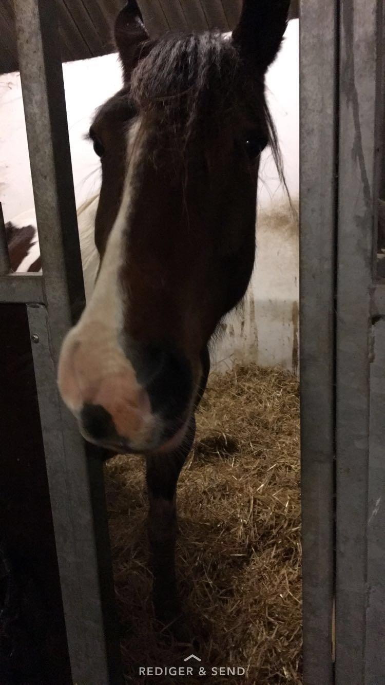 Anden særlig race Huxi  tidl. Lånepony - Huxi:) billede 11