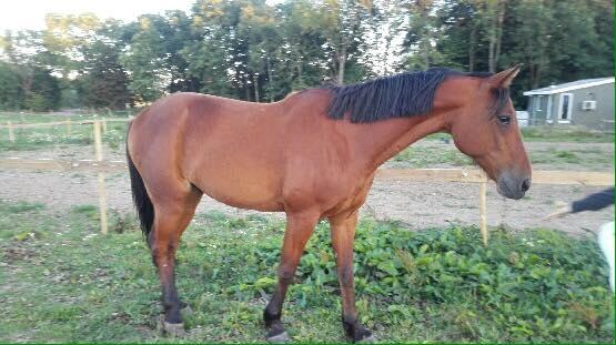 Traver Jovial Millpond billede 2