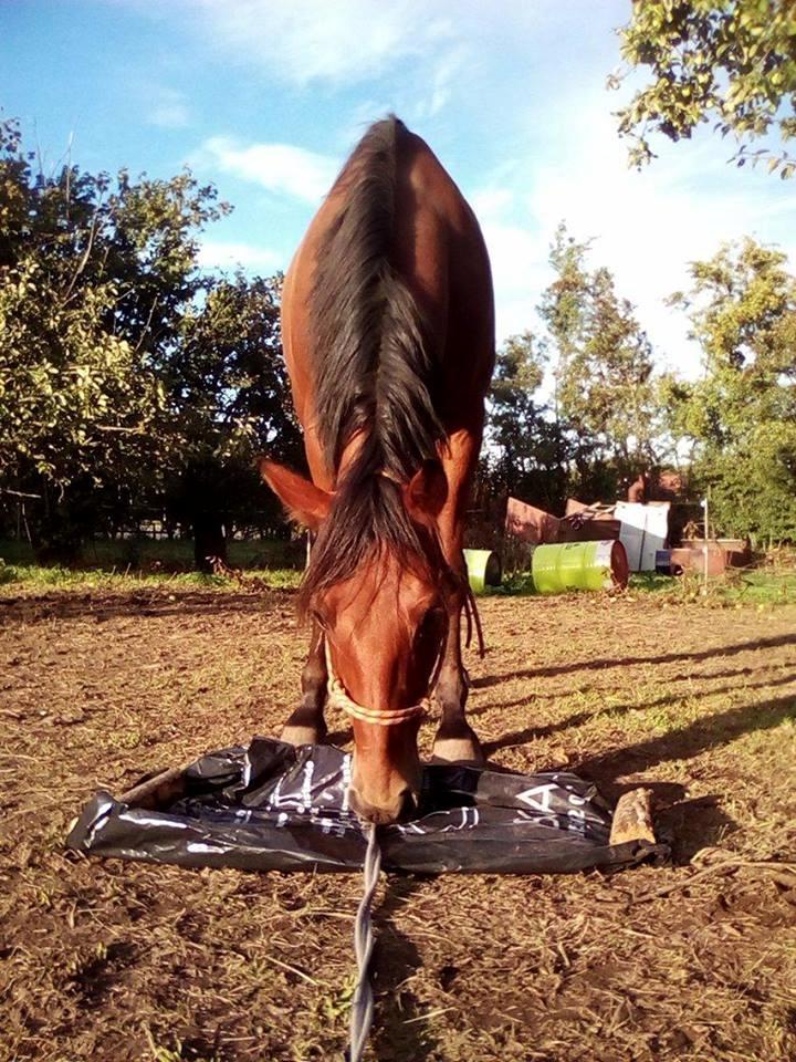 Traver Jovial Millpond billede 9