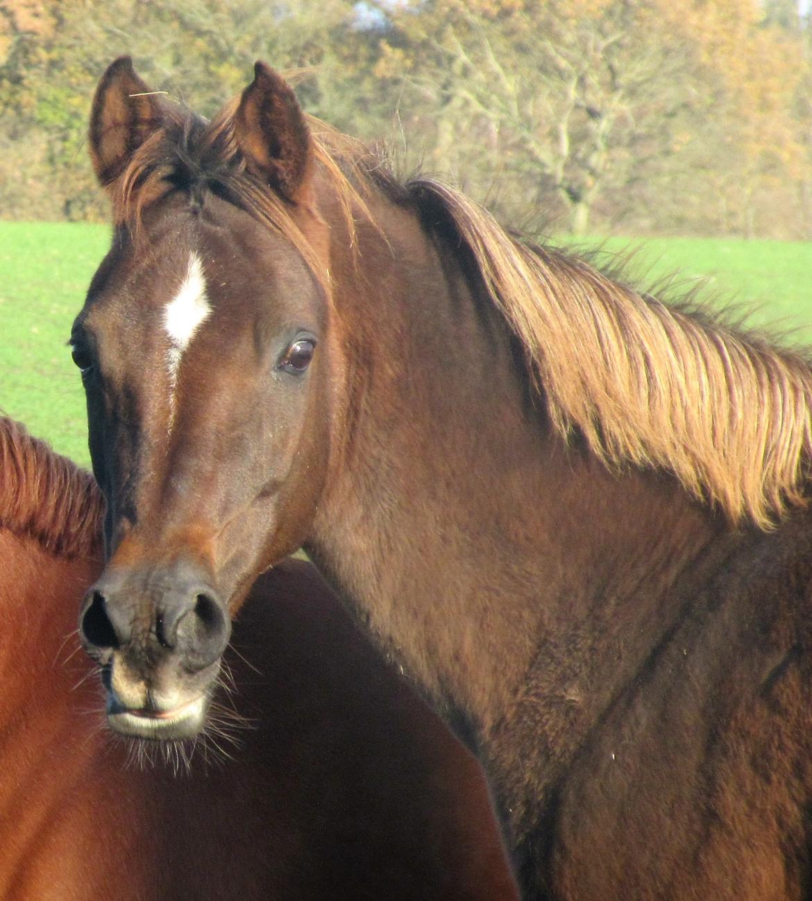 Arabisk fuldblod (OX) Maheba ox 3214 R.I.P 02-04-2019 billede 8