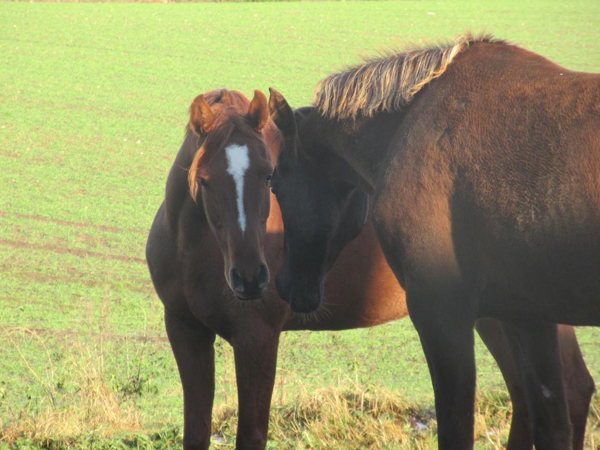 Arabisk fuldblod (OX) Maheba ox 3214 R.I.P 02-04-2019 billede 9