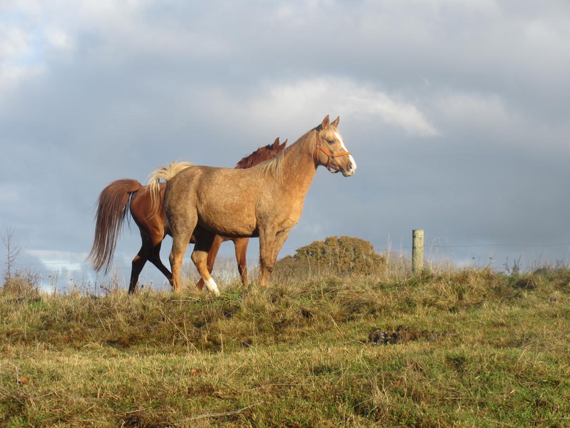 Palomino kærligheds ponyen Troja(SELVSKABSPONY) R.I.P.  billede 27