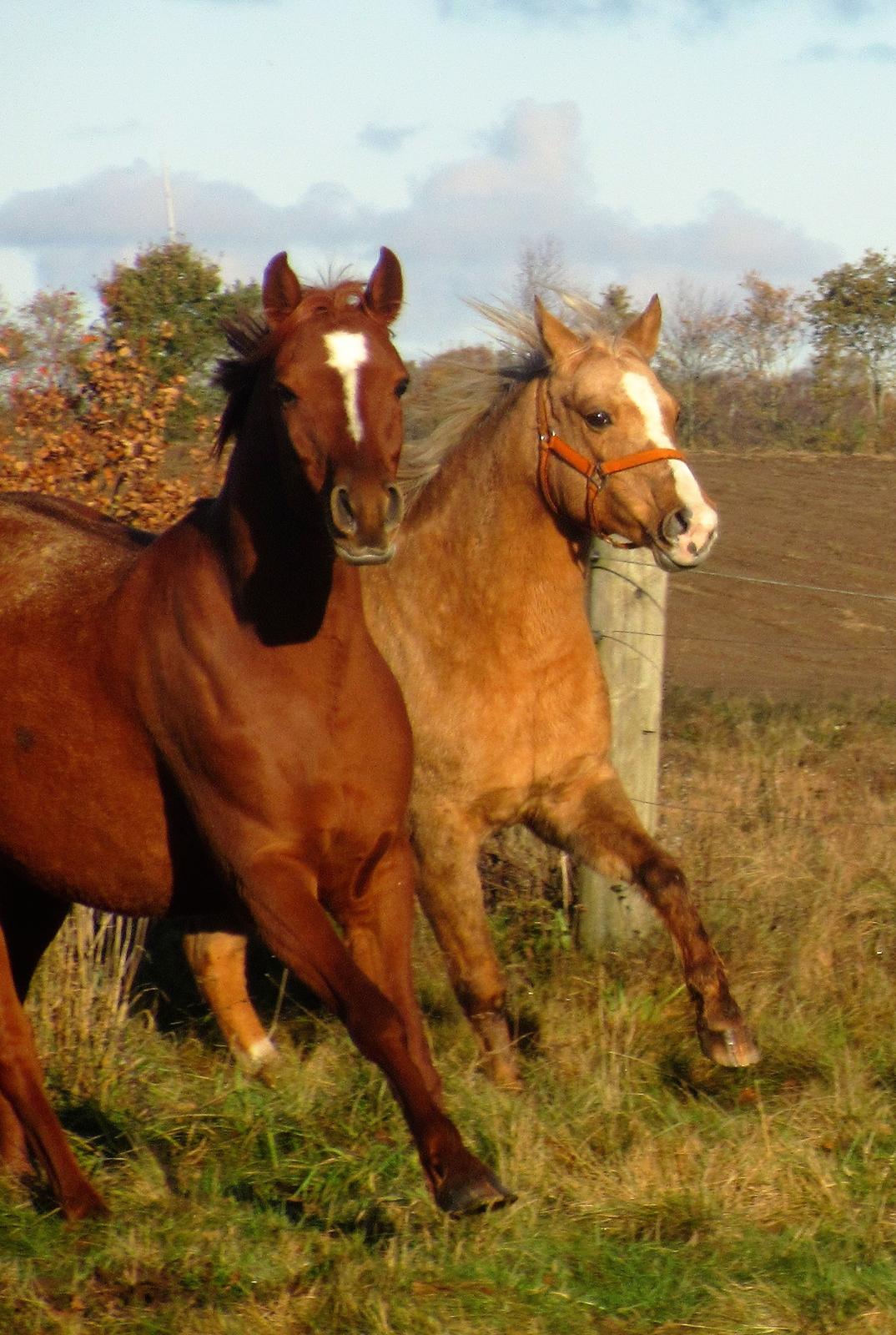 Palomino kærligheds ponyen Troja(SELVSKABSPONY) R.I.P.  billede 2