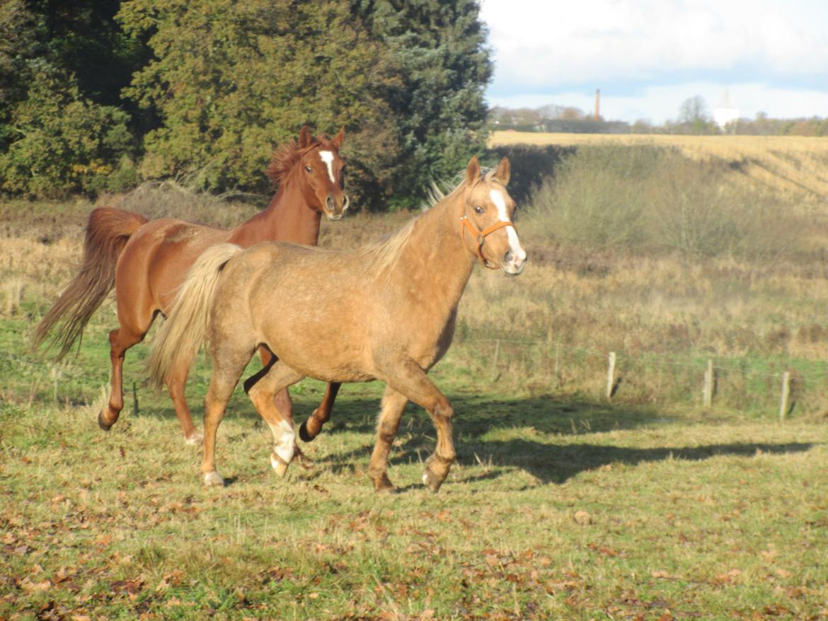 Palomino kærligheds ponyen Troja(SELVSKABSPONY) R.I.P.  billede 30