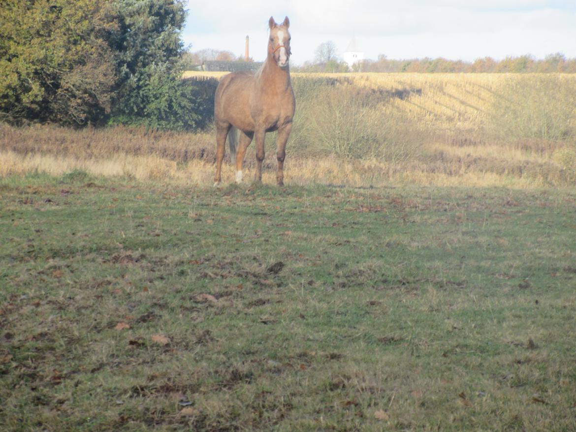 Palomino kærligheds ponyen Troja(SELVSKABSPONY) R.I.P.  billede 29