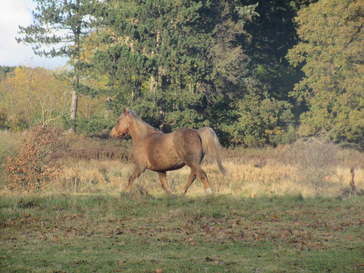 Palomino kærligheds ponyen Troja(SELVSKABSPONY) R.I.P.  billede 28