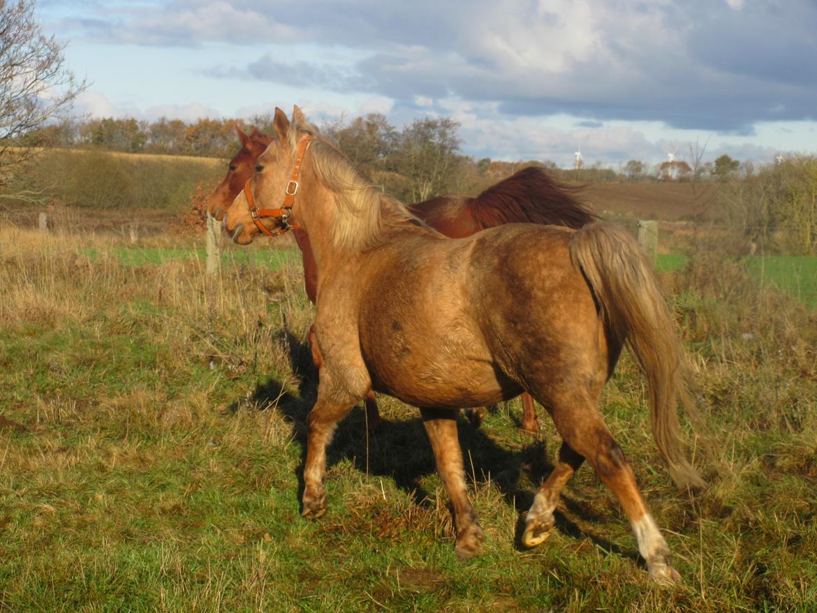 Palomino kærligheds ponyen Troja(SELVSKABSPONY) R.I.P.  billede 31