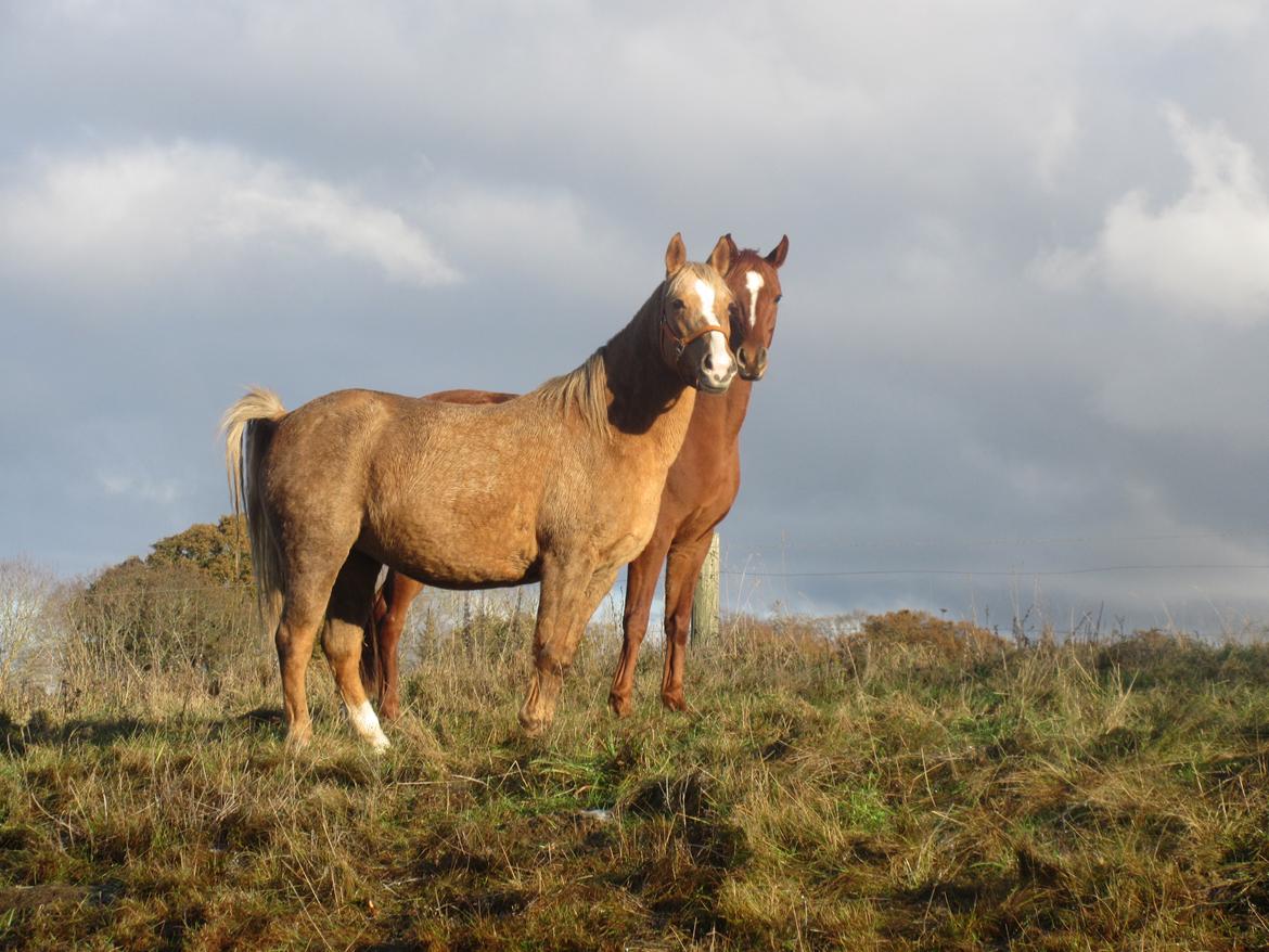 Palomino kærligheds ponyen Troja(SELVSKABSPONY) R.I.P.  billede 32