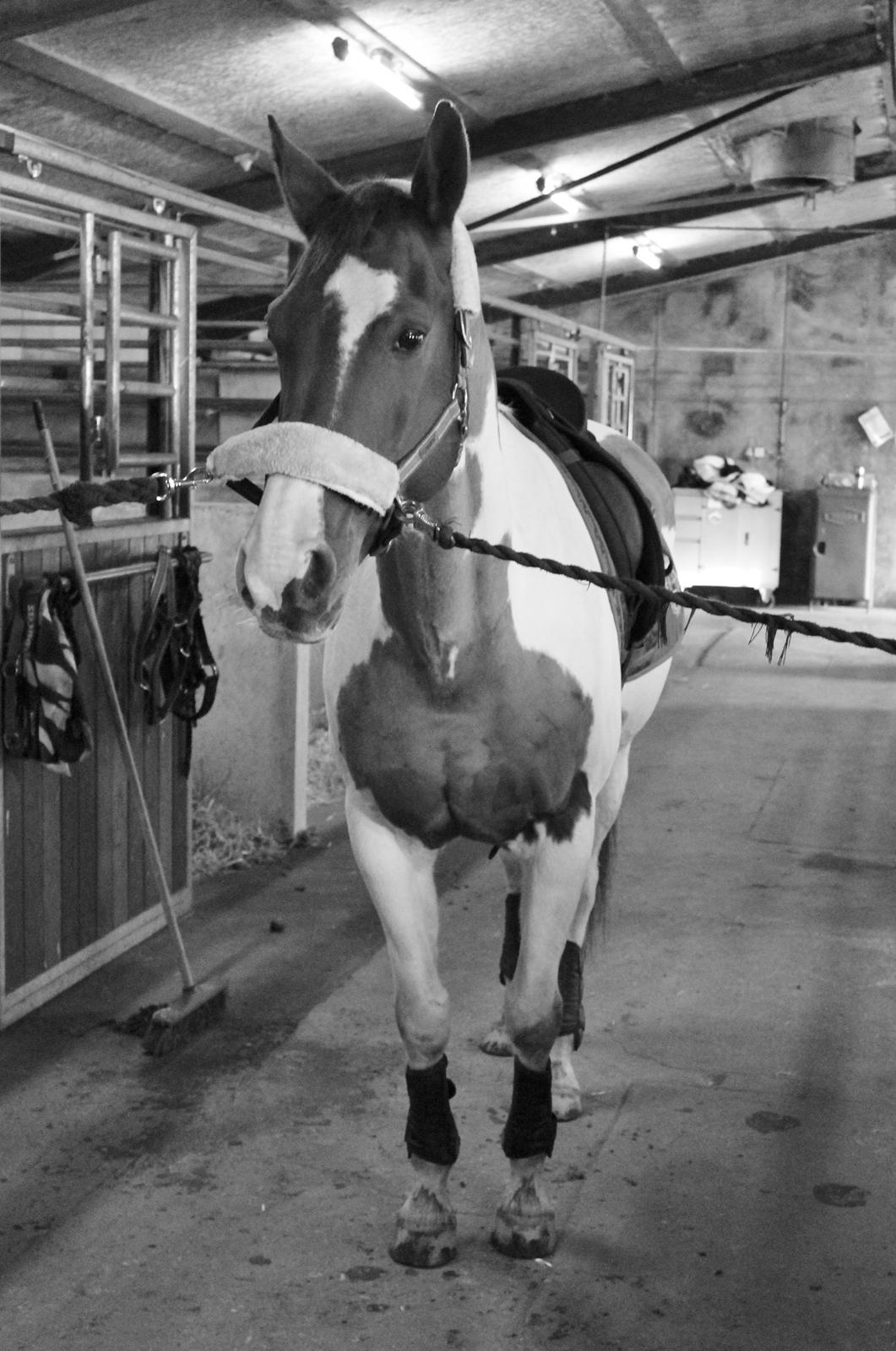 Pinto Rts-elegance india billede 4