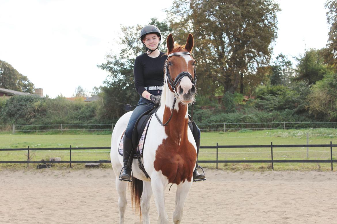 Pinto Rts-elegance india billede 14