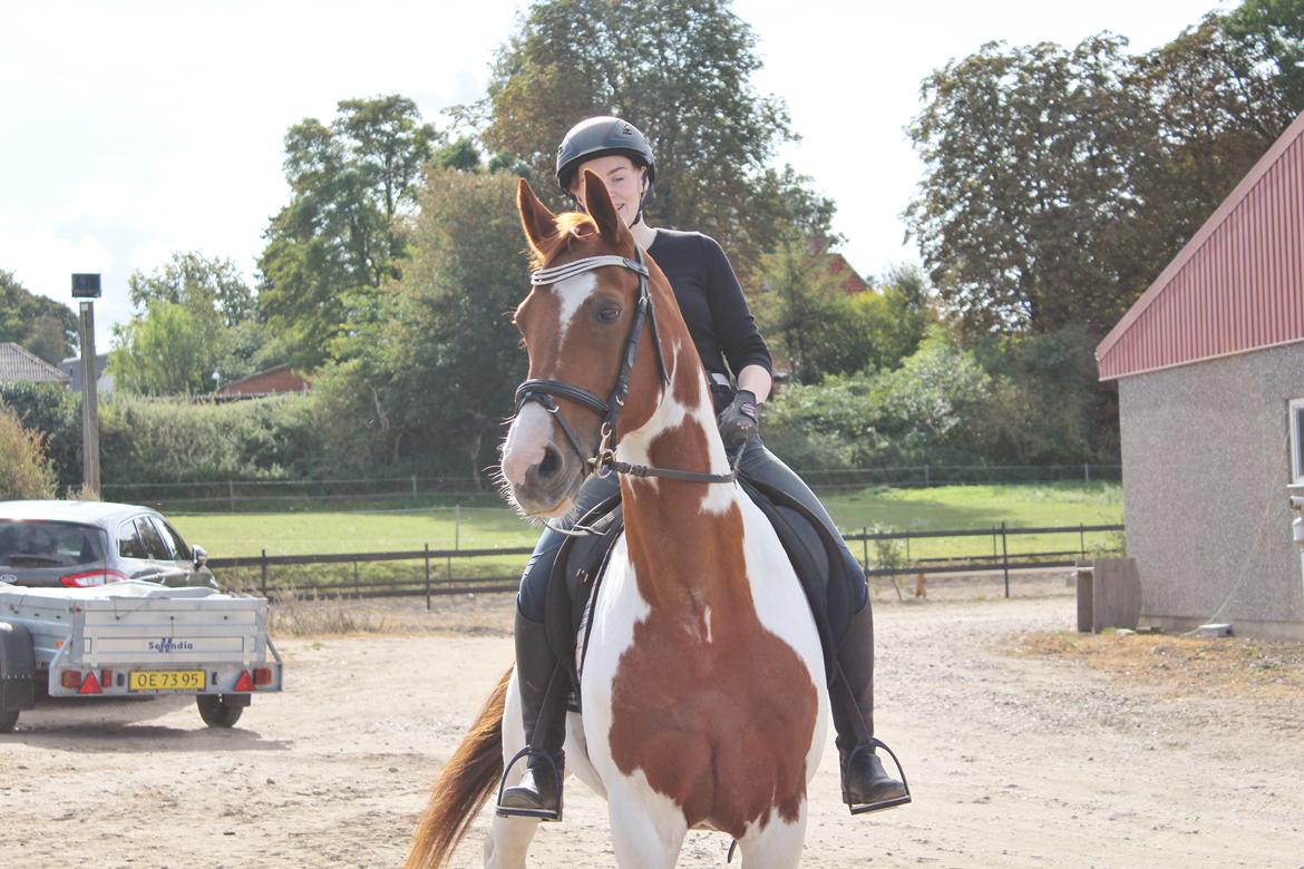 Pinto Rts-elegance india billede 8