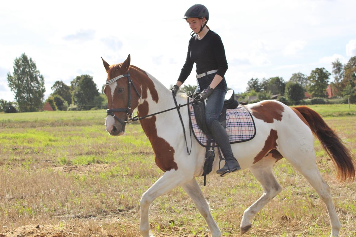 Pinto Rts-elegance india billede 15