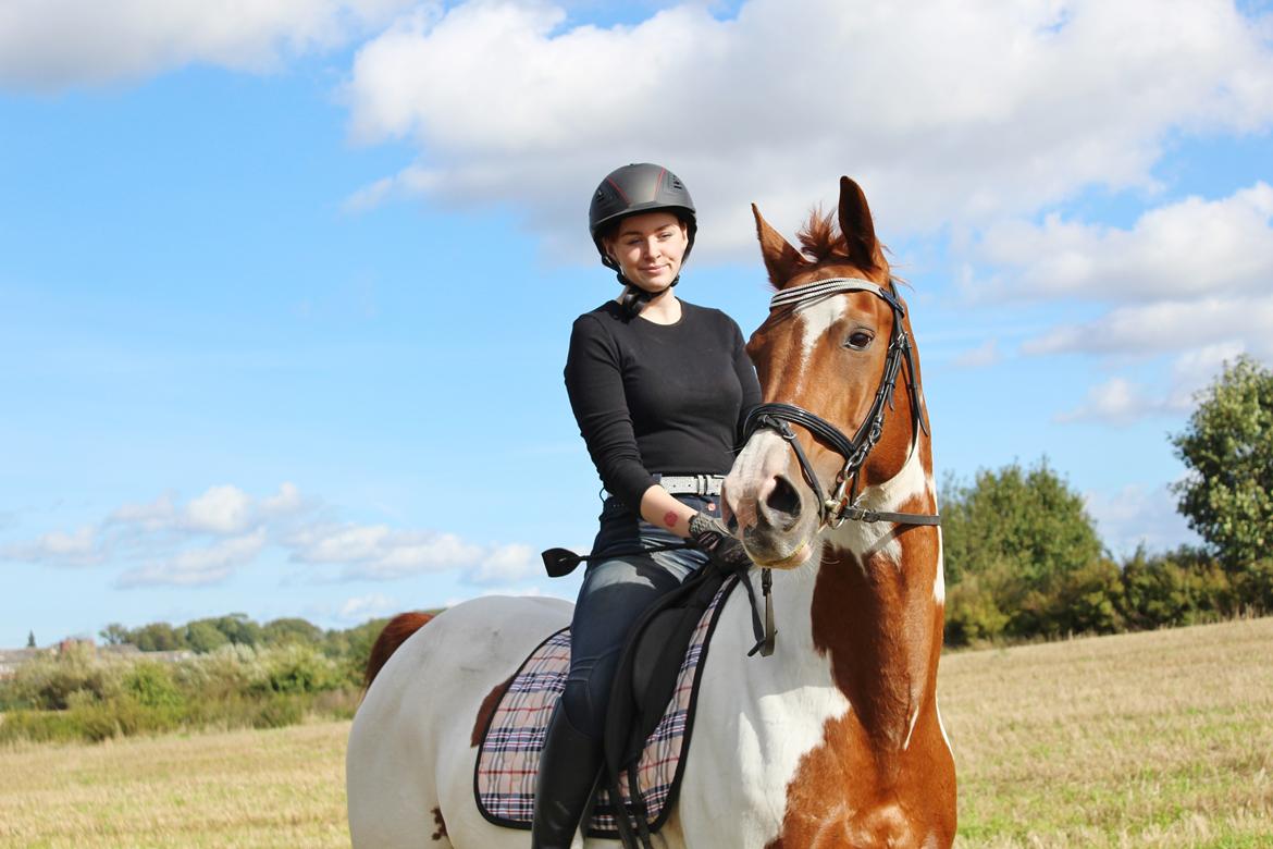 Pinto Rts-elegance india billede 5