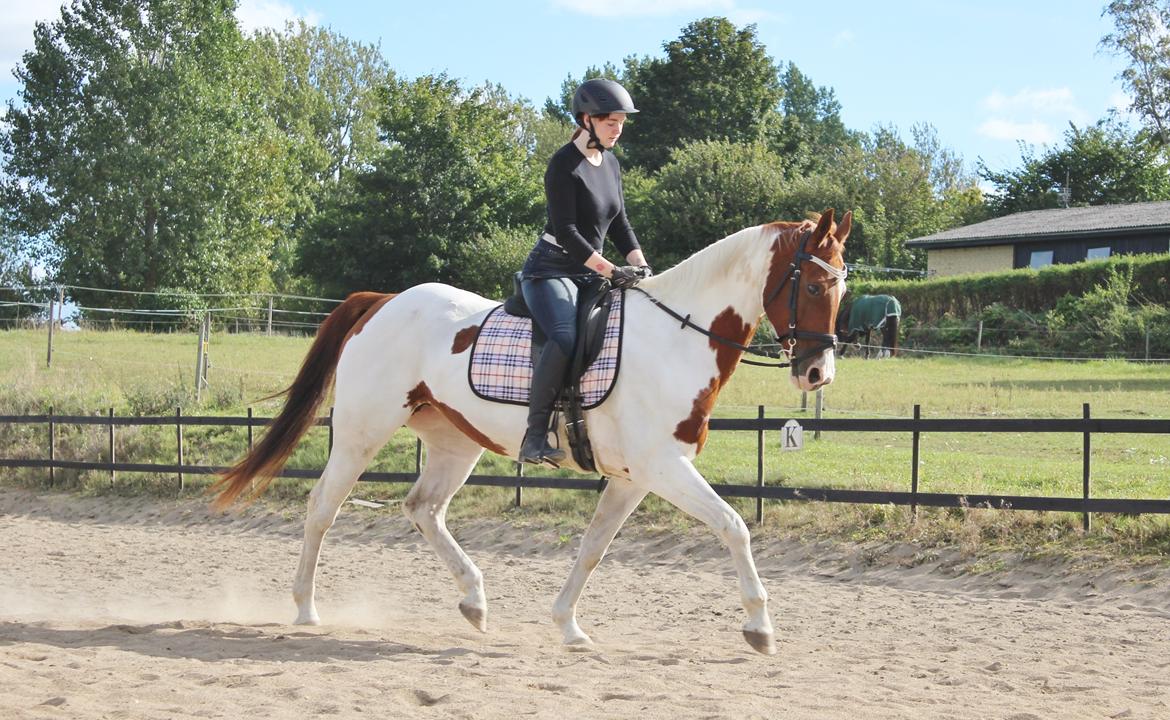 Pinto Rts-elegance india billede 7