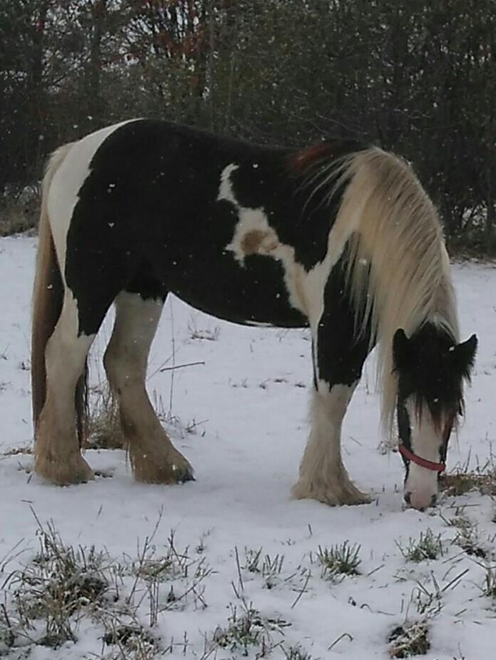Irish Cob Mary's Prinsess by Lovecob billede 4