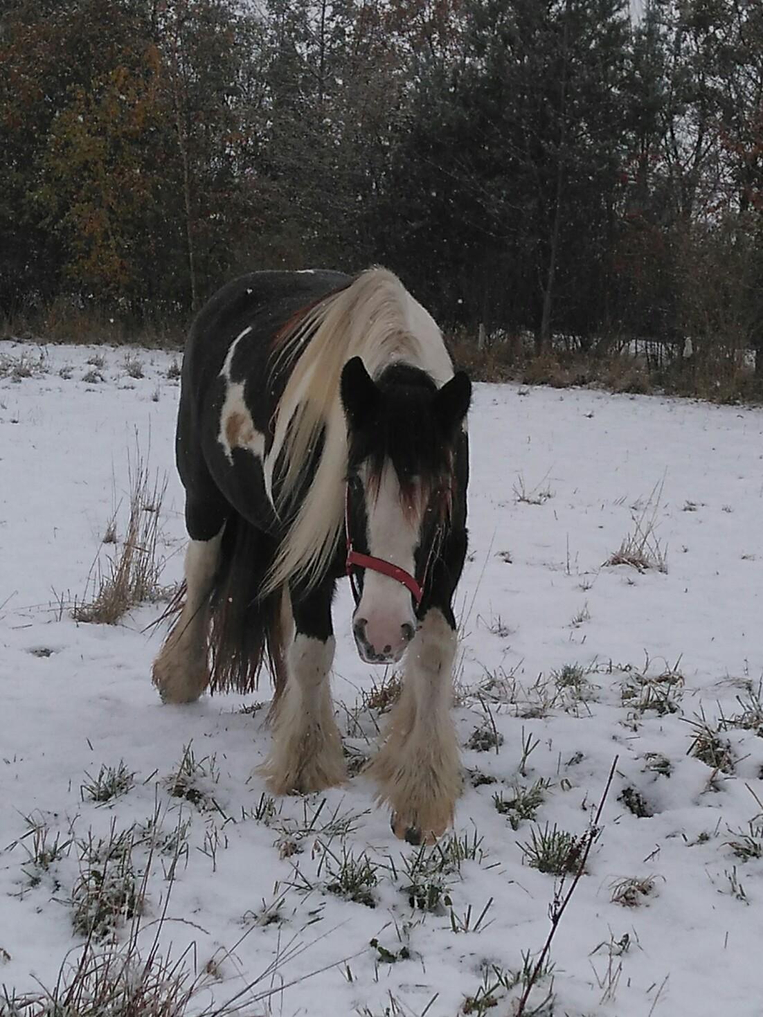 Irish Cob Mary's Prinsess by Lovecob billede 5