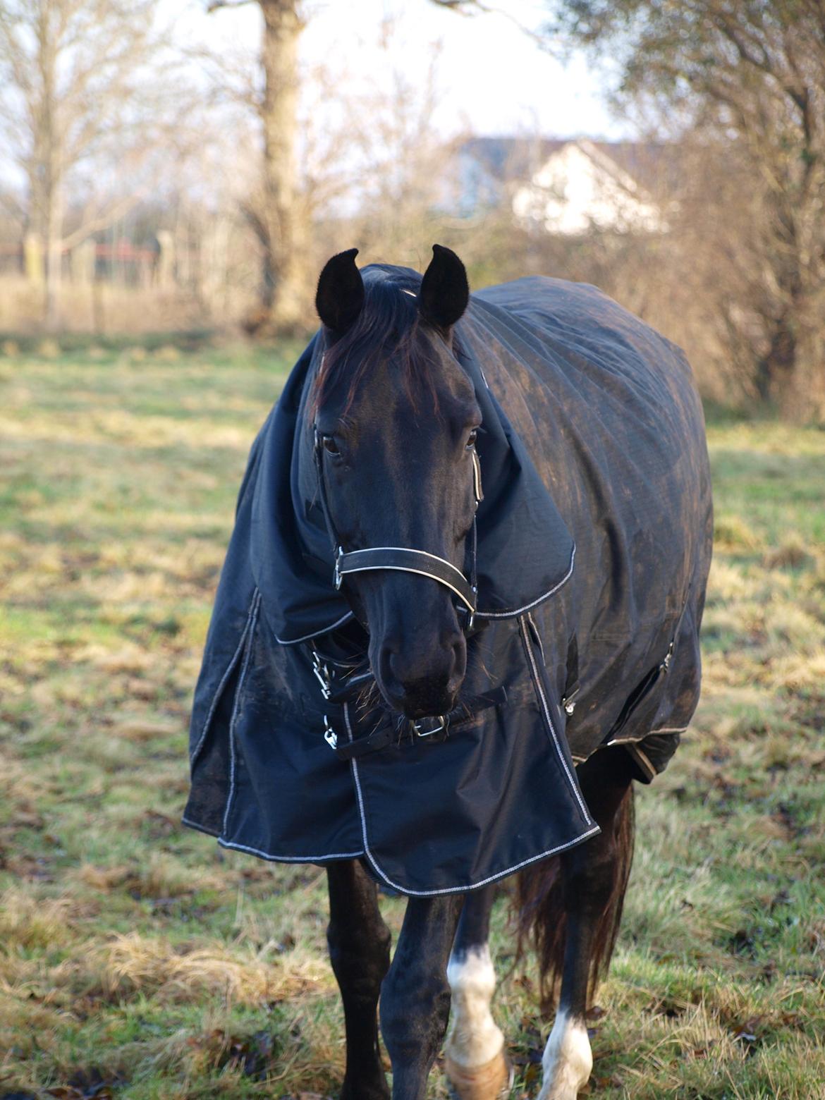 Dansk Varmblod Tranholms Santiago - Folden november 2016 billede 17