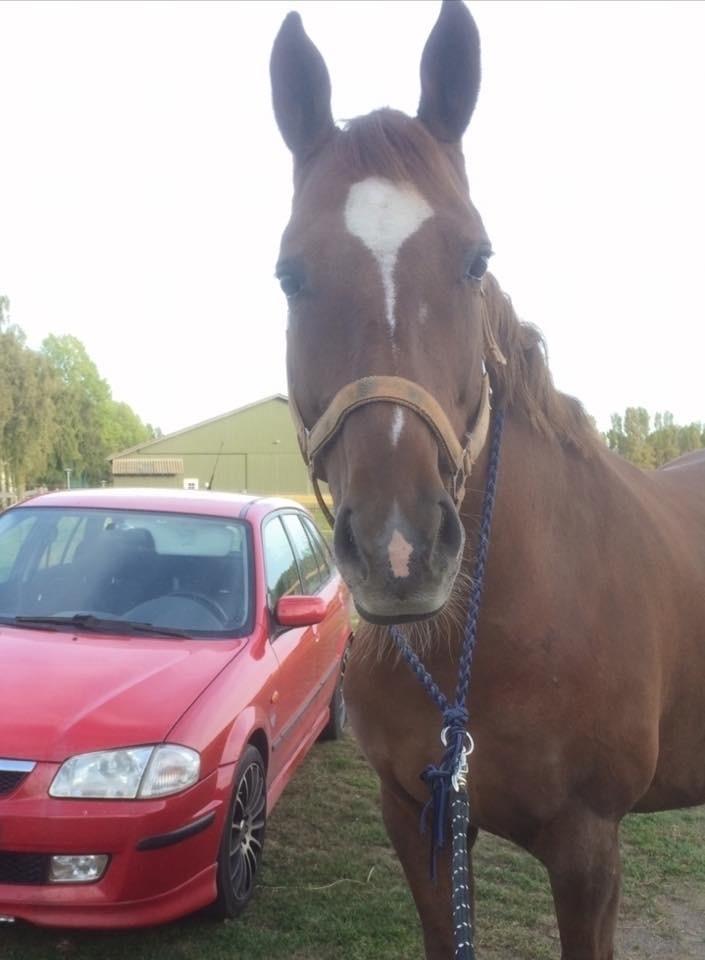 Anden særlig race Cassiopeia billede 1