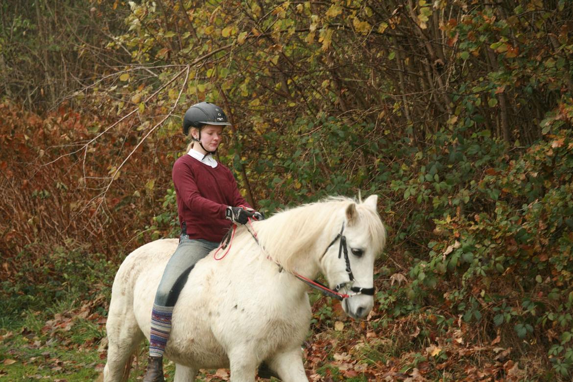 Welsh Partbred (Sec F) Bjerregårds Silva - Min lille dressurhest <3 billede 2