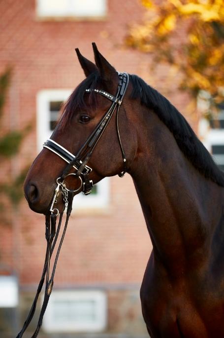 Anden særlig race Alonso A-hest billede 7