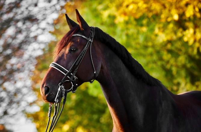 Anden særlig race Alonso A-hest billede 3