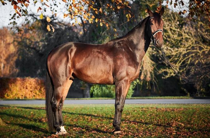 Anden særlig race Alonso A-hest billede 5