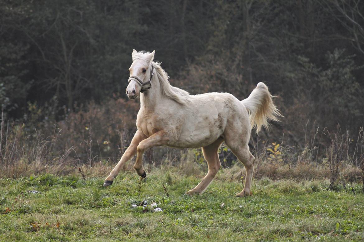 Quarter Doc´s Twinkie Bar  billede 3