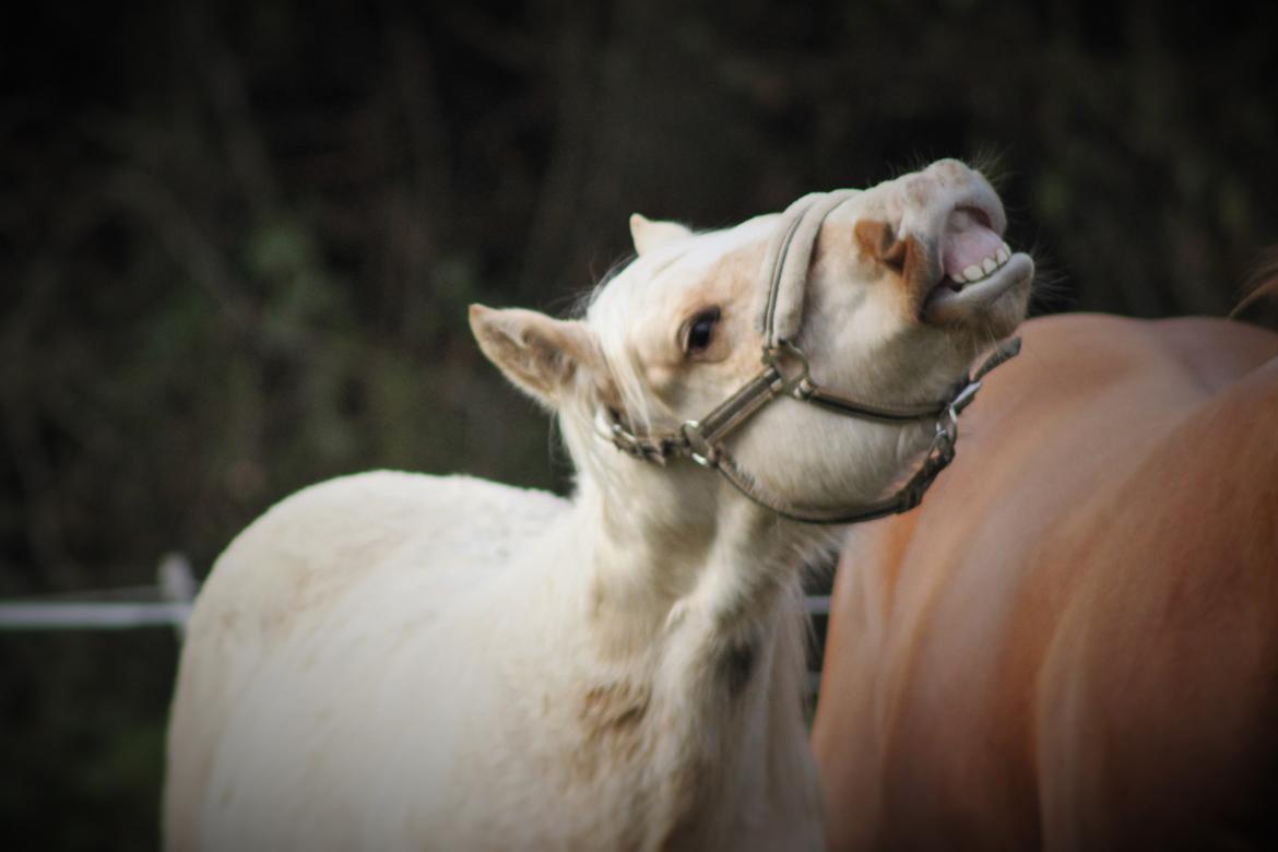 Quarter Doc´s Twinkie Bar  billede 2