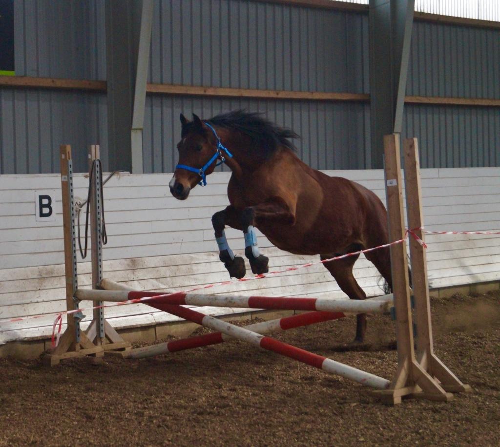 Anden særlig race Brilliant Sky billede 2